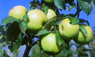 The absorption of apple for the treatment of varicose veins
